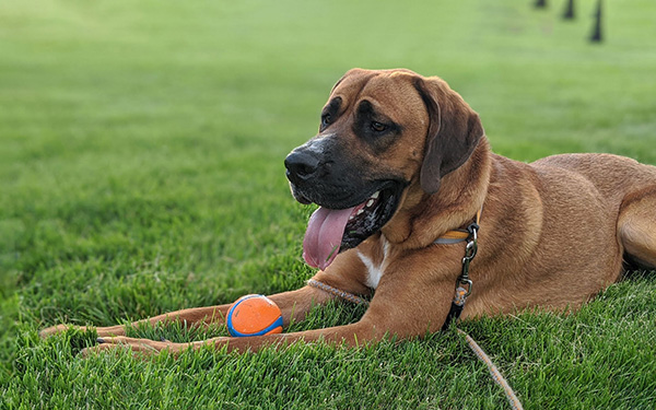 Dog 8